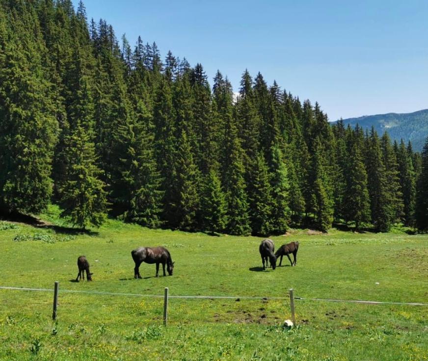 Lindbichlhof Urlaub Am Bio Bauernhof Appartement Sankt Johann im Pongau Buitenkant foto